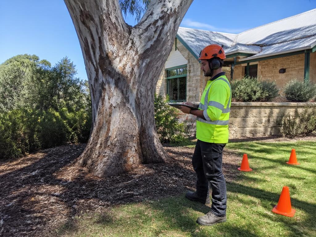 Arborist holding a Safe Work Method Statement beside a large tree before tree work in Perth