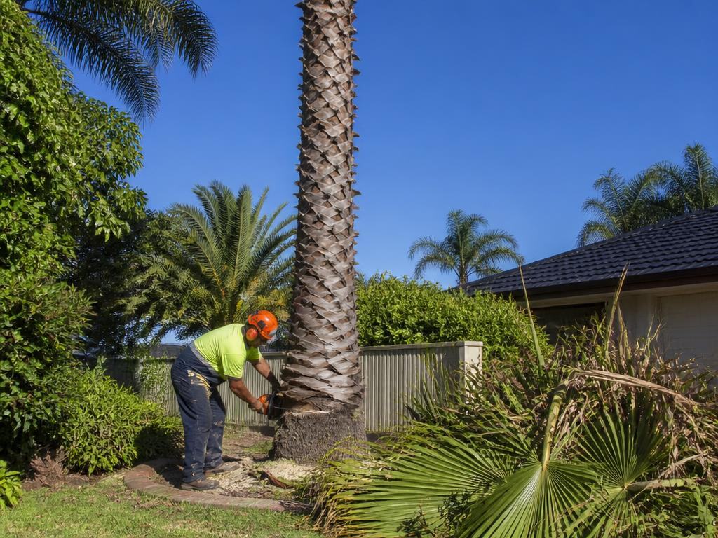 Cocos palm removed by elevated work platform, South Perth