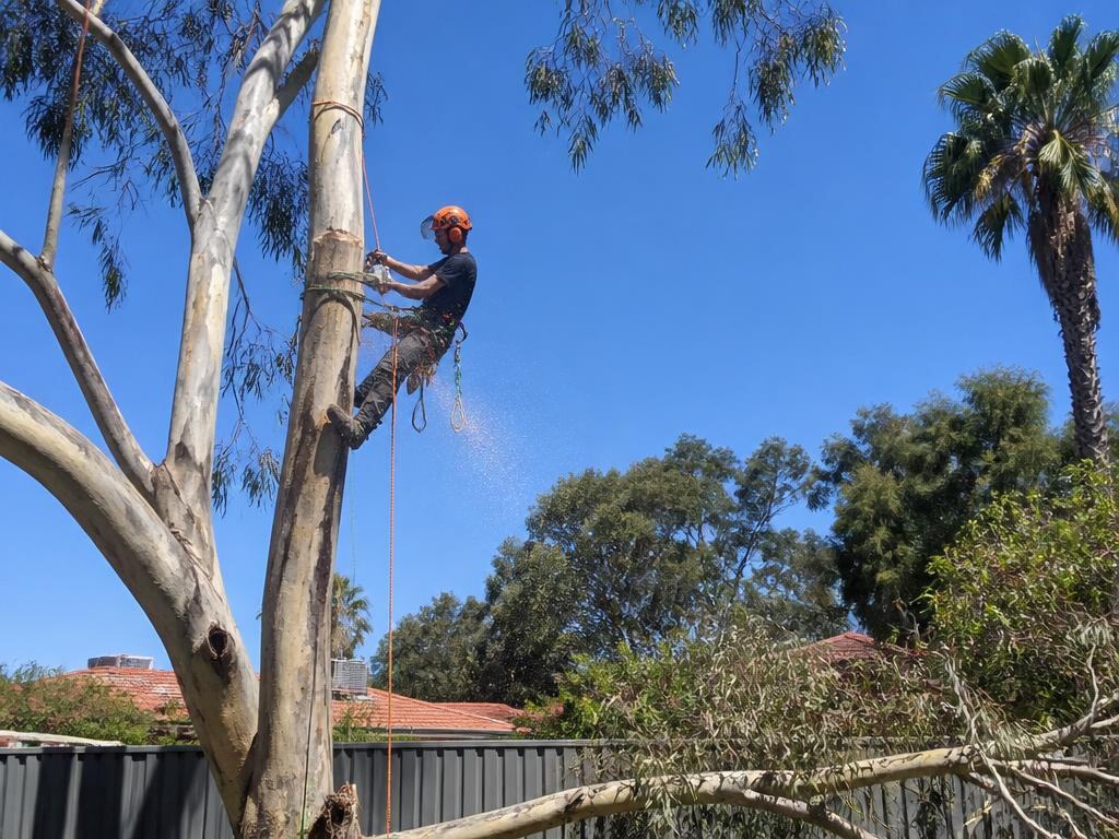 Our crew rigging a limb on a Perth job
